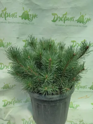 Купить Сосна обыкновенная Ватерери на штамбе Pinus sylvestris Watereri Ра -  в питомнике Флорини