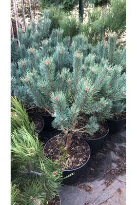 Сосна обыкновенная Ватерери / h 80 / Pinus sylvestris Watereri: продажа,  цена в Украине. саженцы декоративных деревьев и кустарников от \"БалСад\" -  1236950053