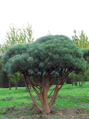 Сосна звичайна Ватерері (Pinus sylvestris Watereri): продажа, цена в  Золотоноше. Саженцы декоративных деревьев и кустарников от \"Интернет  магазин Лесовик\" - 651981686