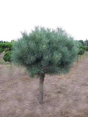 Сосна обыкновенная \"Ватерери\" (Watereri) / Pinus sylvestris \"Watereri\"  купить оптом. Лучшие саженцы и посадочный материал | Процветание - Омск и  Омская область