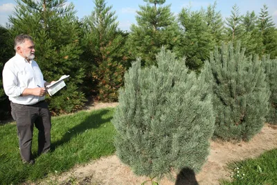 Сосна горная Ватерери (штамб) 🌲 по выгодной цене в Москве - купить саженцы  Sylvestris Watereri в питомнике «Зеленый Рай»