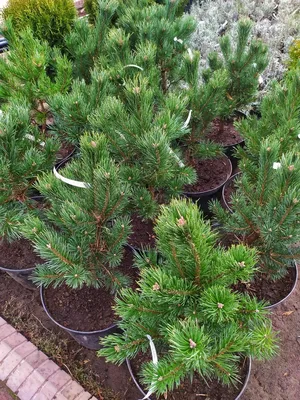 Сосна обыкновенная Ватерери / d 40-60 / Pinus sylvestris Watereri: продажа,  цена в Украине. саженцы декоративных деревьев и кустарников от \"БалСад\" -  1356795197