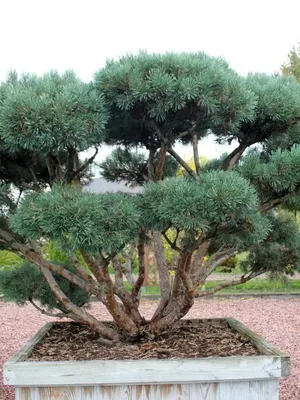 Сосна обыкновенная Ватерери (Pinus sylvestris Watereri)