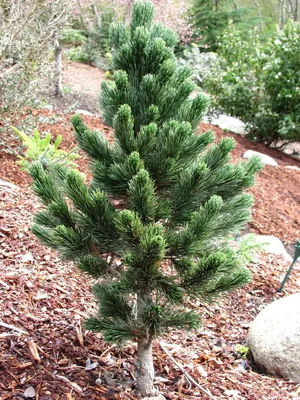 Семена и саженцы Сосна остистая по почте 🌲