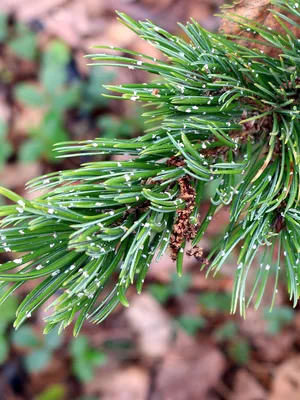 Сосна остистая, pinus aristata