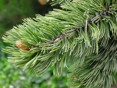 Сосна аристата (Pinus aristata) - Хвойные деревья Буква «С» - цветочный  портал Ваш Сад!