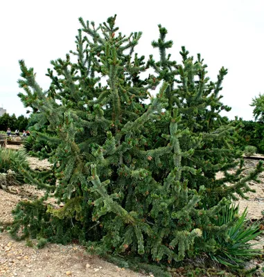 Купить саженцы Сосны остистой Pinus aristata 🌱по цене от 200₽ из питомника  с доставкой | Питомник «Зелёная Фазенда»