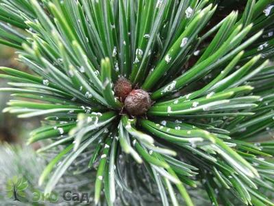 Pinus aristata Engelm., Сосна остистая (World flora) - Pl@ntNet identify