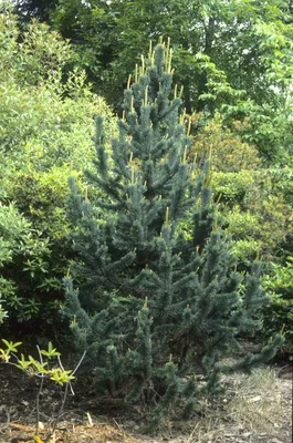 Сосна остистая (Pinus aristata) - Сосна - Хвойные весна 2014 - Каталог -  Eko-sad.ru