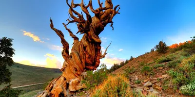 Сосна остистая Зангерхаузен (Pinus aristata Sangerhausen) купить саженцы в  Москве по низкой цене из питомника, доставка почтой по всей России |  Интернет-магазин Подворье