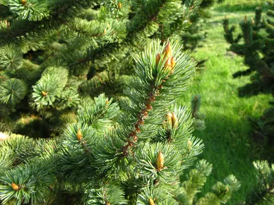 File:Pinus aristata PAN Foliage.JPG - Wikimedia Commons