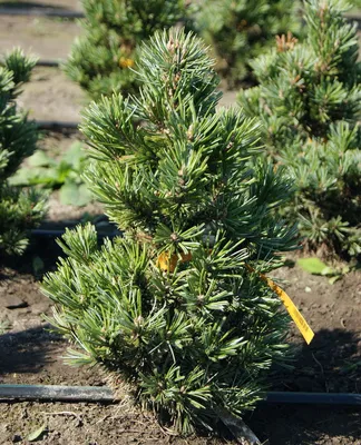 Сосна остистая `Шервуд Компакт`, Pinus longaeva `Sherwood Compact` |  СадПарад