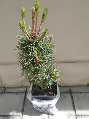 Отзыв о Саженец Agromarket Сосна Остистая Pinus Aristata | А теперь сосна с  небольшой хвоей, похожая на ель