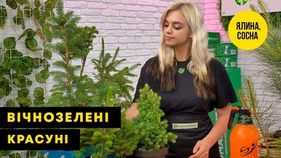 Сосны — Каталог — Питомник растений Ирины Савченко