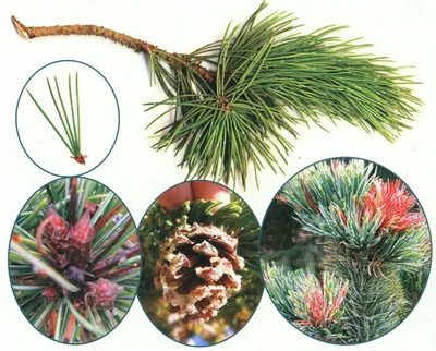 Сосна остистая Pinus Aristata - YouTube