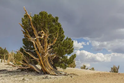 Радио ИСКАТЕЛЬ - Одно из старейших деревьев на Земле. Это остистая  межгорная сосна Мафусаил в Калифорнии возрастом почти 4850 лет.  #РадиоИСКАТЕЛЬ #ХочуВсёЗнать | Facebook