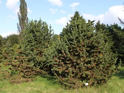 Сосна остистая (Pinus aristata): купить саженцы сосны остистой (Pinus  aristata) в Твери | GreenTver