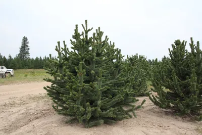 Сосна остистая. (Pinus aristata) С2 купить в интернет-магазине ЦВІТСАД с  доставкой по Украине