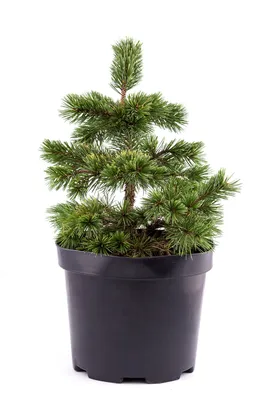 Сосна Остиста 1 річна, Сосна Остистая, Pinus aristata (ID#466584763), цена:  65 ₴, купить на Prom.ua