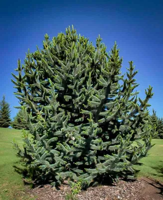 Сосна остистая. (Pinus aristata) С2 купить в интернет-магазине ЦВІТСАД с  доставкой по Украине