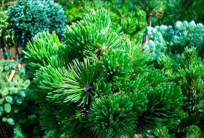 Отзыв о Саженец Agromarket Сосна Остистая Pinus Aristata | А теперь сосна с  небольшой хвоей, похожая на ель