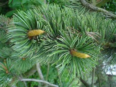 Купить семена Сосна долговечная по почте 🌲