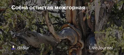 Pinus aristata | Питомник Тайга
