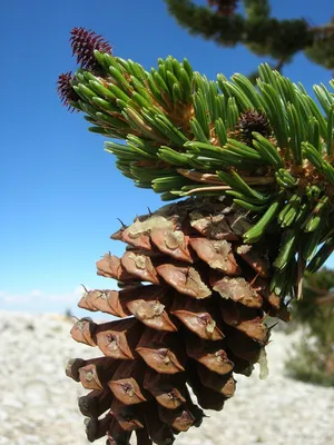 Сосна остистая межгорная (Pinus longaeva) - PictureThis