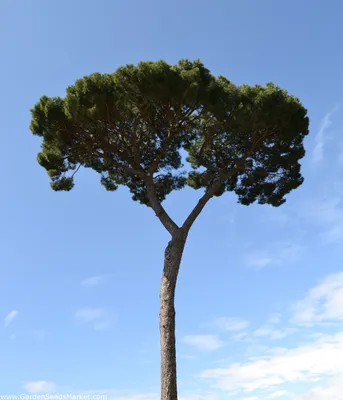 Сосна пиния - Pinus pinea - семена – Garden Seeds Market | Бесплатная  доставка