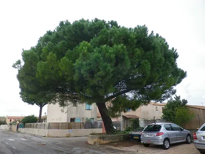Сосна пиния - Hôpitaux-Facultés, Монпелье, France | Sygic Travel