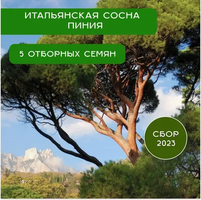 Картинки на тему #пиния - в Шедевруме
