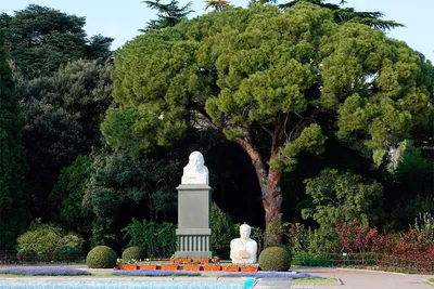 Пиния (сосна итальянская, Pinus pinea) — путеводитель по отдыху в Крыму