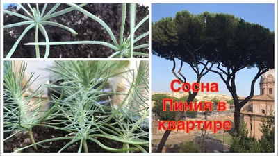 Сосна пиния - Modigliana, Италия | Sygic Travel