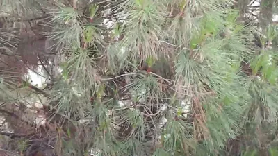 CRYSTAL TREES Искусственная Сосна Пиния 120 см, купить недорого подарки,  сувениры с доставкой в регионы