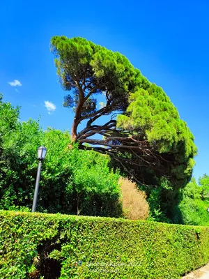Pinus pinea - Изображение особи - Плантариум