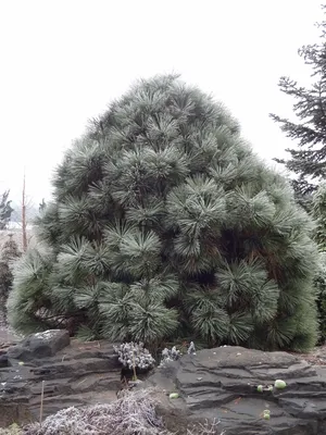 Сосна Пиния (pinus pinea) сорт silver crest - «Новогодний марафон объявляю  открытым. Итальянская сосна Пиния для дома или сада. Новогоднее  чудо!!Скажем НЕТ искусственным елкам, да простят меня защитники леса.  Спустя 3 года» |