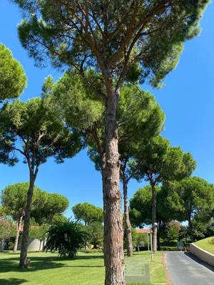 Сосна пінія \"Сільвер Крест\". Pinus pinea \"Silver Crest\". (ID#1687854194),  цена: 580 ₴, купить на Prom.ua