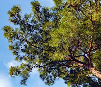 Сосна пицундская (Pinus pithyusa) / Статьи / Древесные породы мира