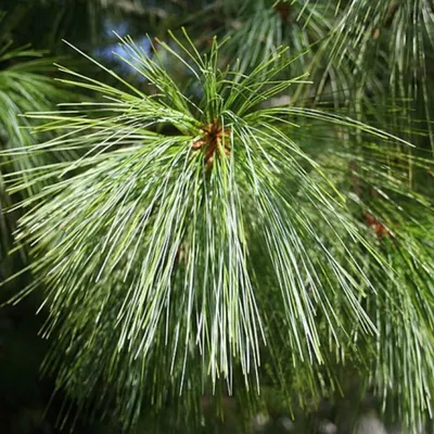 MW0600415, Pinus pityusa (Сосна пицундская), specimen