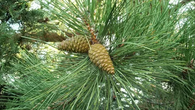 Сосна Крымская (Pinus nigra) - купить декоративные и хвойные растения с  доставкой по Украине в магазине Добродар