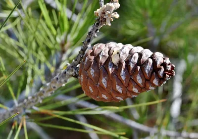 Сосна крымская 150/175 Pinus nigra subsp. pallasiana (К) — цена в LETTO
