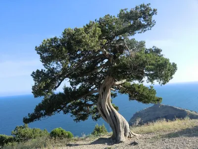 Pinus pityusa - Изображение особи - Плантариум