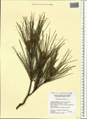 MW0600421, Pinus pityusa (Сосна пицундская), specimen