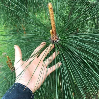 MW0600407, Pinus pityusa (Сосна пицундская), specimen