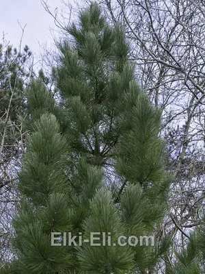 Сосна Румелийская (Pinus peuce) 20 л, 140-160 см, цена в Санкт-Петербурге  от компании Вилла-планта (садовый центр и питомник растений, ландшафтное  бюро)