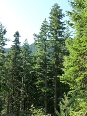 Сосна румелийская. pinus peuce. Balkan pine. | ПИТОМНИК ЭКЗОТИЧЕСКИХ  ДЕРЕВЬЕВ