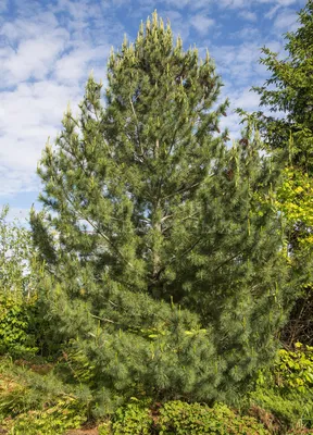 Сосна румелийская, pinus peuce
