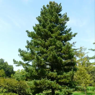 Сосна румелийская \"Pinus\" купить по цене от 21000 рублей в Москве и Мытищах