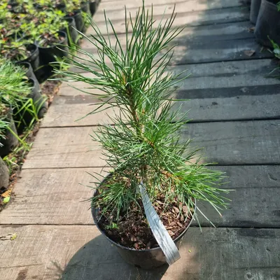 СОСНА РУМЕЛИЙСКАЯ (PINUS PEUCE) — НКО \"NORD-NUC\"