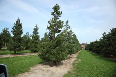 Сосна румелийская, pinus peuce